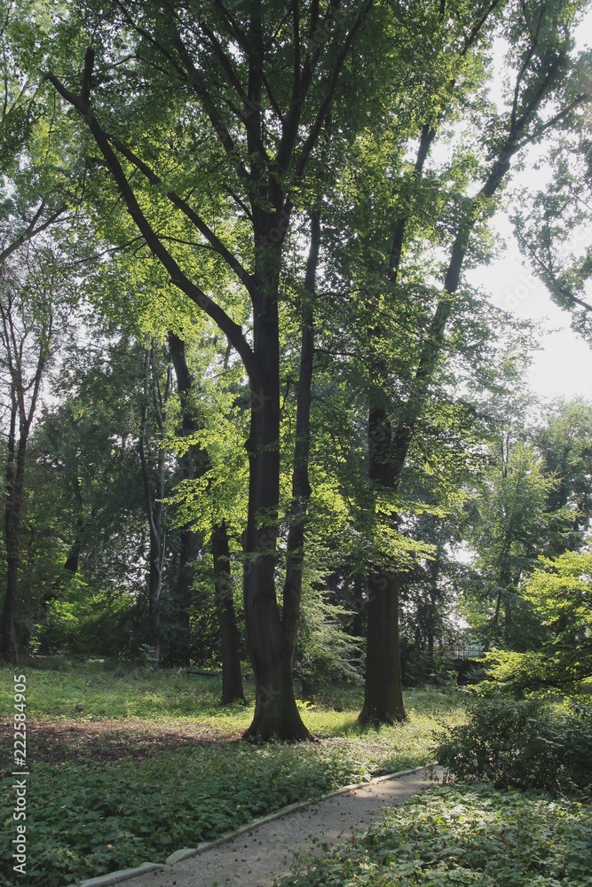 Wall mural green trees and grass in park