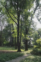 Fototapeta na wymiar green trees and grass in park
