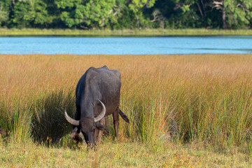 Fototapeta premium Water Buffalo grazing in morning sunlight in Wilpattu National Park in Sri Lanka Asia