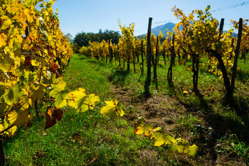 yellow grape leaves at vinery, october