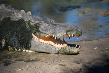 Fototapeta premium Australian salt water crocodile headshot