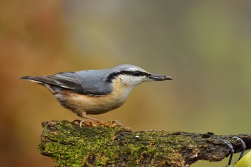 Eurasian nuthatch or wood nuthatch (Sitta europaea)