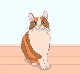 cat lies in the room