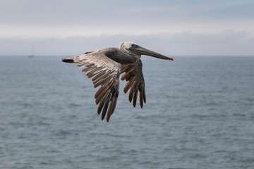 pelican on the horizon