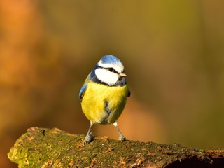 Obraz premium The blue tit (Cyanistes caeruleus)