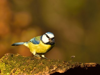The blue tit (Cyanistes caeruleus)