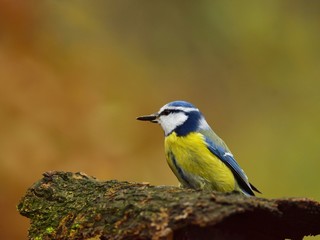 The blue tit (Cyanistes caeruleus)