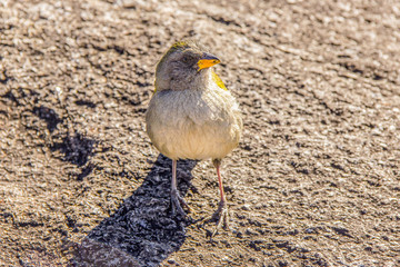 Brazilian birds outdoors