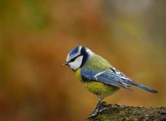 The blue tit (Cyanistes caeruleus)