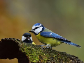 The Eurasian blue tit (Cyanistes caeruleus)