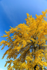 銀杏と秋の青空（秋の宮島）