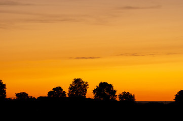 Silhouetted Trees in Orange Sunset Background