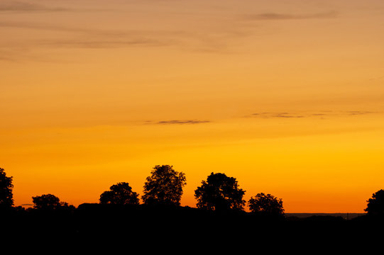 Silhouetted Trees in Orange Sunset Background