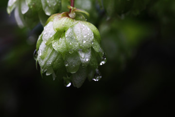 Lonely fruit of hops in the rain on a dark background 