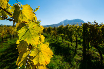 yellow grape leaves at vinery, october