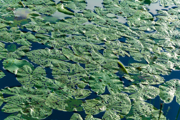 Фон из листьев водных кувшинок 