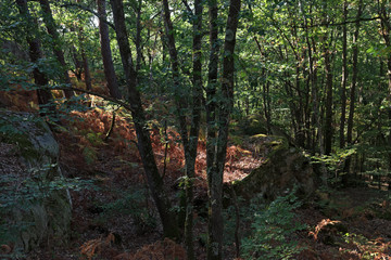 Recloses rocks in Fontainebleau fores