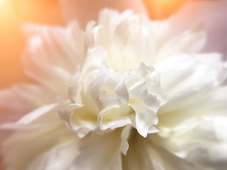 the White and delicate flowering peony close-up