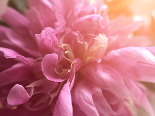 the pink and delicate flowering peony close-up