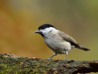 The marsh tit (Poecile palustris)