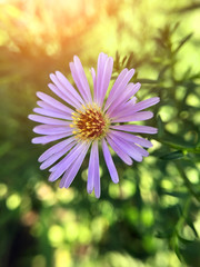 colorful flowers in the garden in the summer
