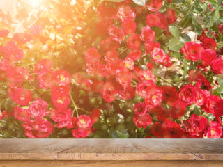 red roses in sunlight abstract nature Summer background