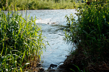 Blick durch Gräser auf den Fluss, Stromschnellen in der Mitte