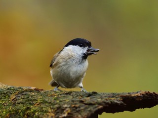 The marsh tit (Poecile palustris)