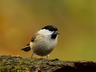The marsh tit (Poecile palustris)