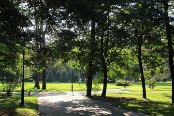 landscape of park with trees