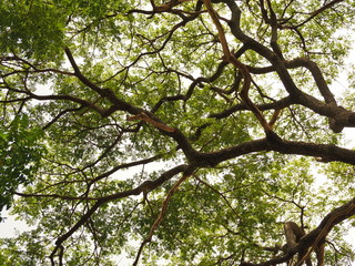 Under the shadow of Jamjuree.