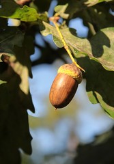 acorns seeds of oak tree