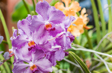 Beautiful Purple Orchid, Vanda hybrids,Orchid is queen of flowers.