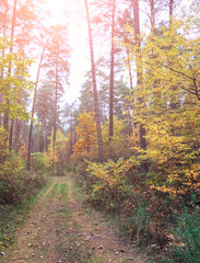 large pine trees and trees with yellow leaves in autumn forest