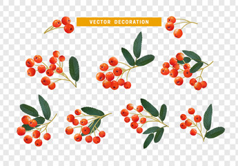 Berries rowan, realistic on branch with leaves effect transparent background.