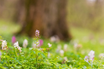 Spring meadow in a forest, with white and purple wild flowers
