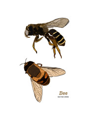 Vector engraving illustration of honey bee