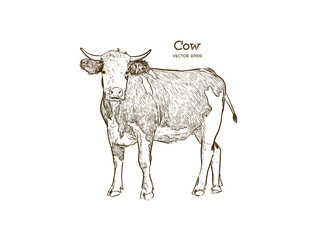 Cow in graphic style, and inscriptions, drawing illustration by hand.