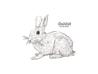 vector illustration of engraving rabbit on white background