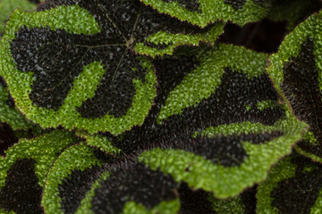 The leaves of the begonia, begonia background.