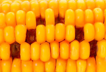 Background ripe corn.