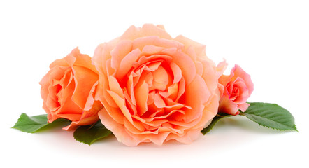 Orange roses flowers.