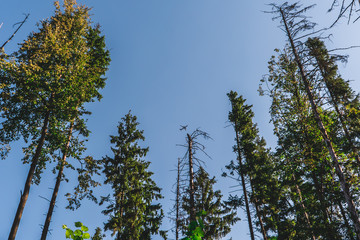 Small plane flying over half dried forest