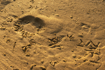 Birds and animal footprints on a wet sand