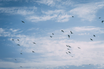 Gulls flying in a blue sky