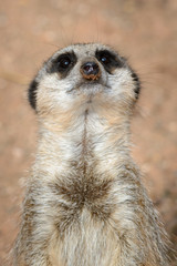 Fototapeta premium Meerkat