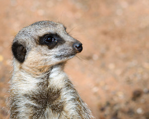 Meerkat