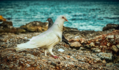 Pigeins on the beach