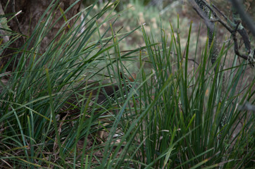 Grass hiding an animal