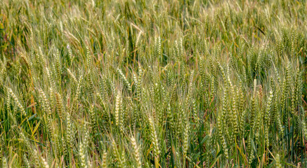 Ripe wheat in the field as a background